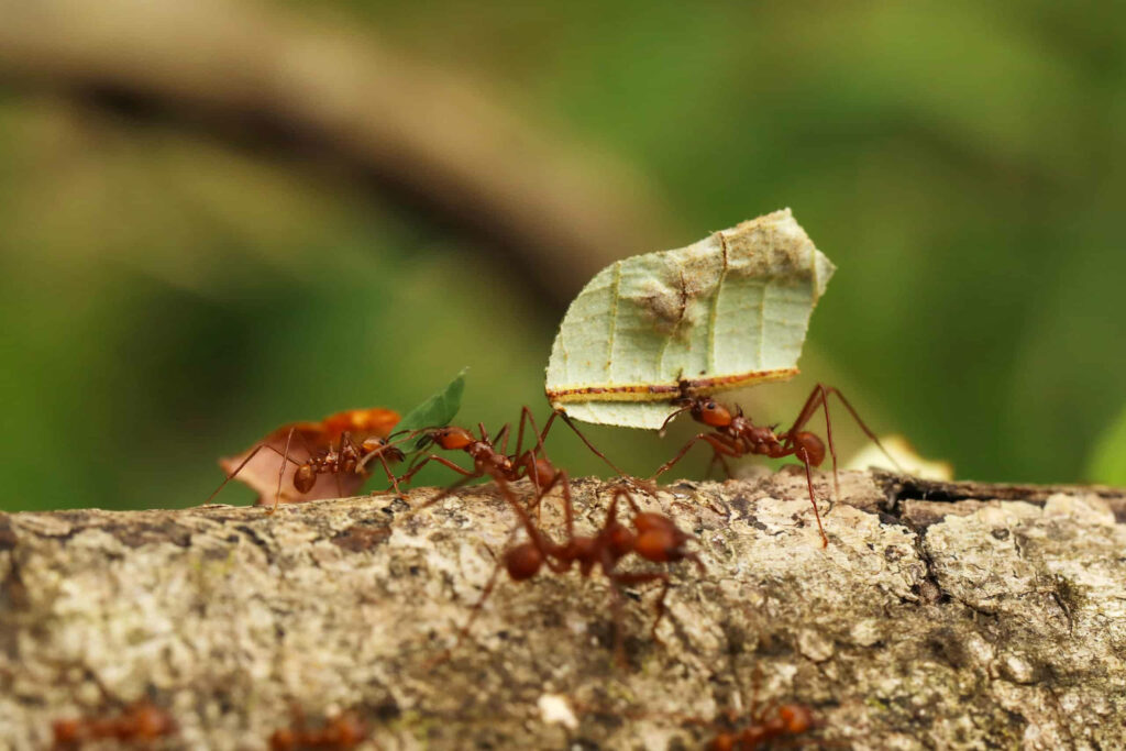 Ants teamwork carrying leaves and food across a rough tree branch in nature wallpaper background