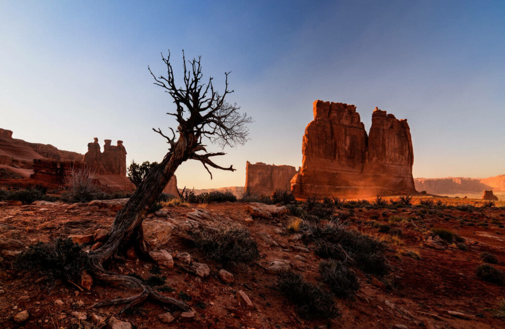 Dried tree framed by red rock formations in Arches National Park under clear sunny sky wallpaper
