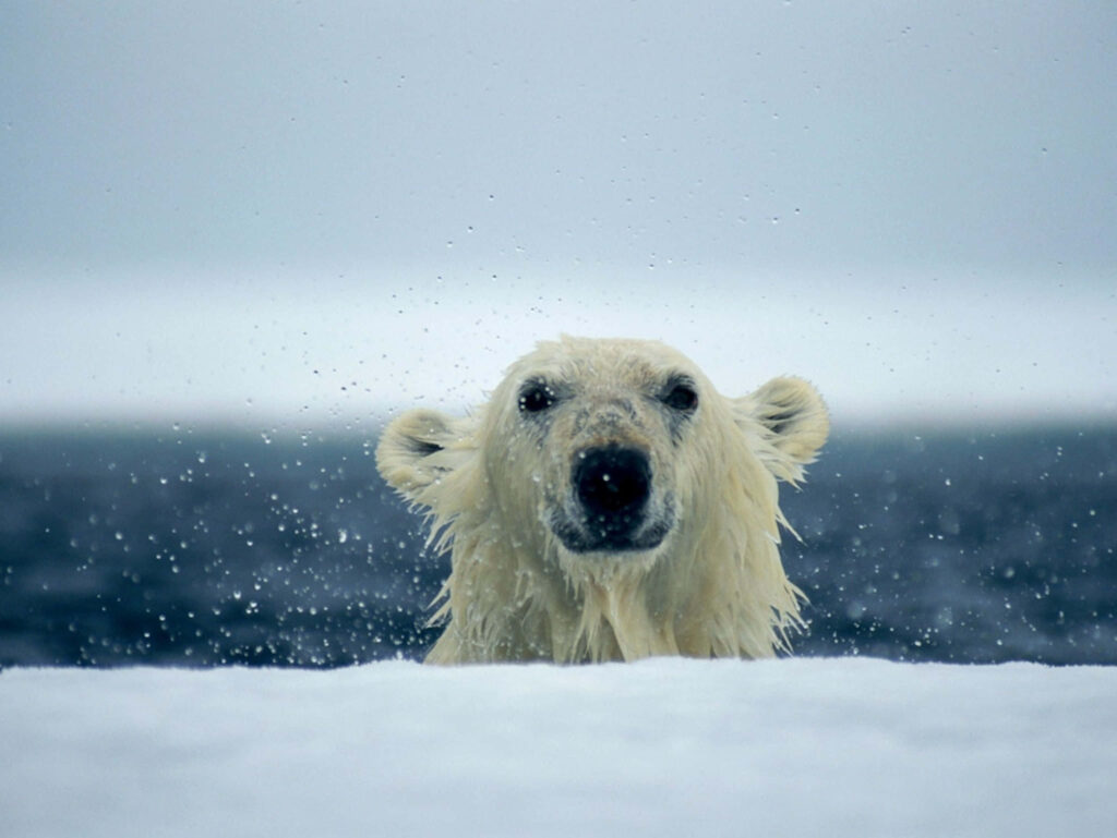 Arctic Adventure: Majestic Polar Bear in Stunning Icy Waters Wallpaper