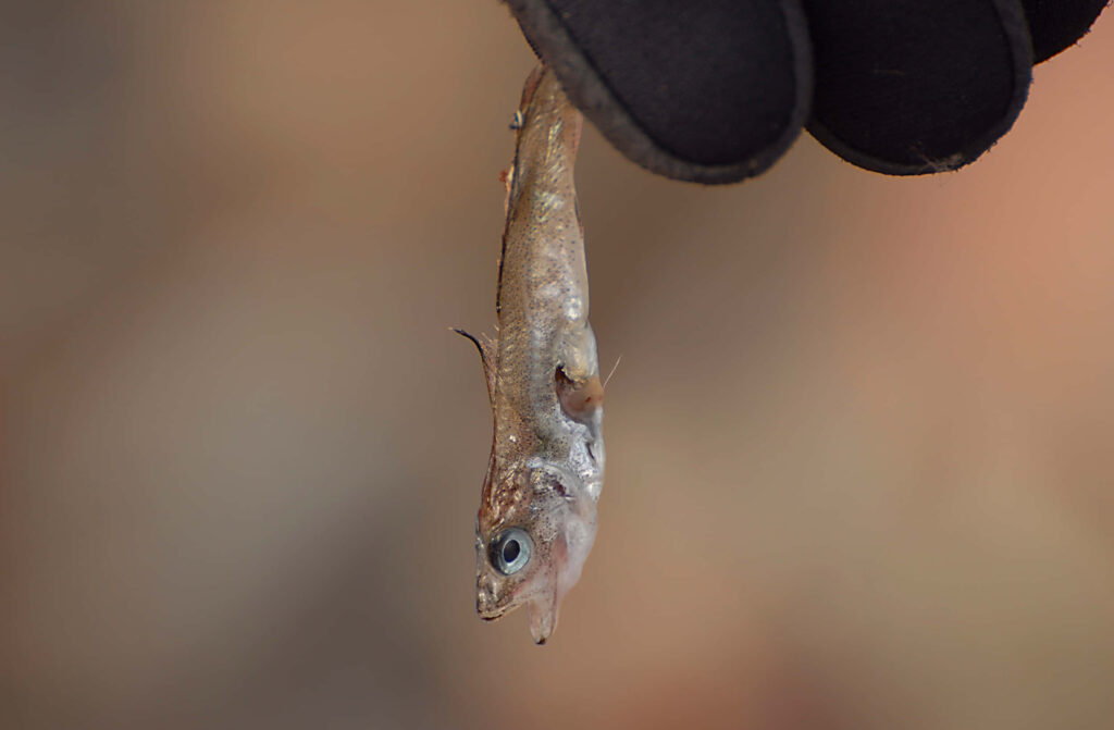 Close-up of Arctic Cod showing detailed texture with soft blurred blue background wallpaper
