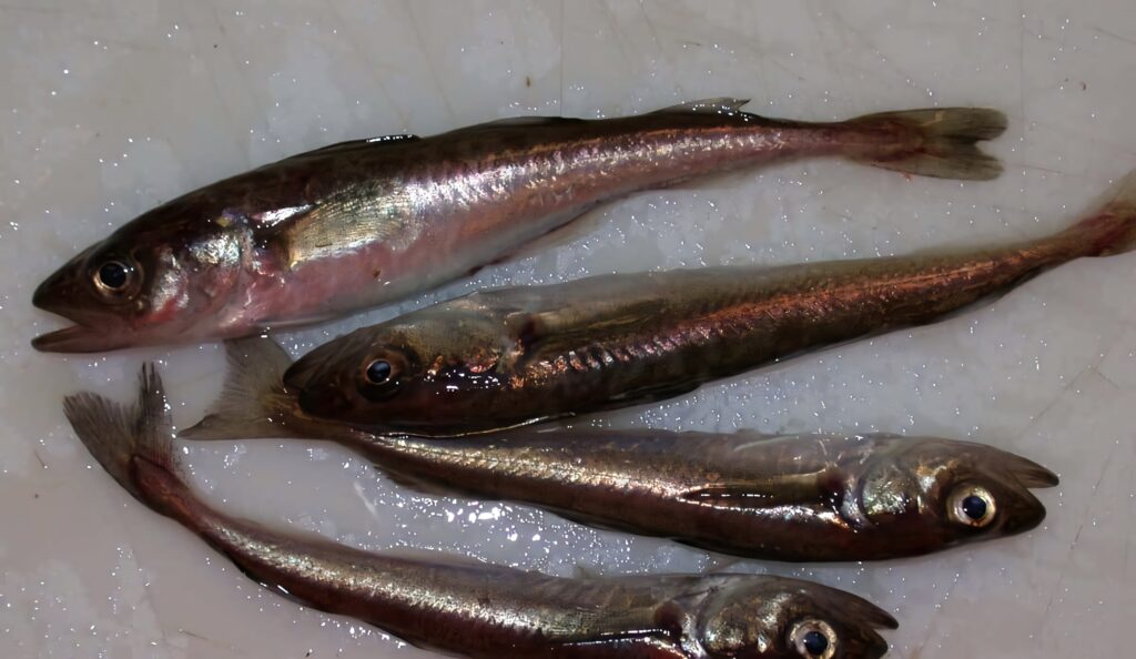 Close-up of Arctic Cod fish on ice with silvery bodies fresh natural wallpaper background