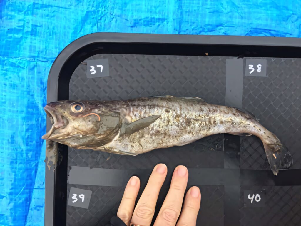 Close-up of arctic cod on black tray with measurement markers on blue scientific background Wallpaper