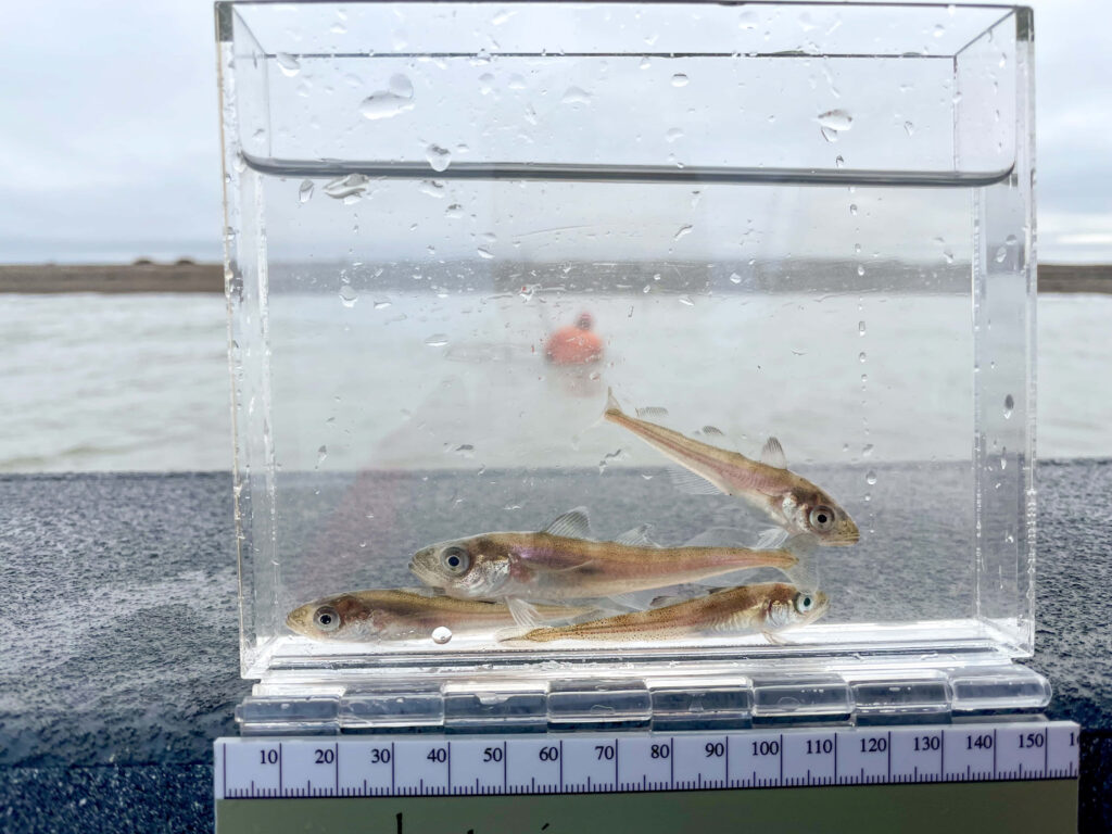 Arctic cod fish measured in clear tank with ruler waterfront background scientific research Wallpaper