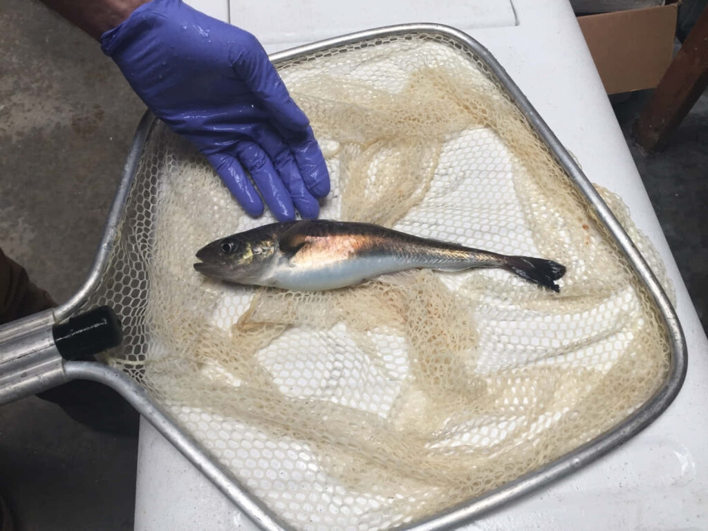 Fresh Arctic cod on research net with gloved hand showcasing marine biology study Wallpaper