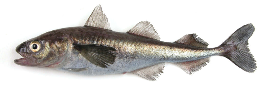 Arctic Cod with silvery scales and distinctive fins on plain white background wallpaper
