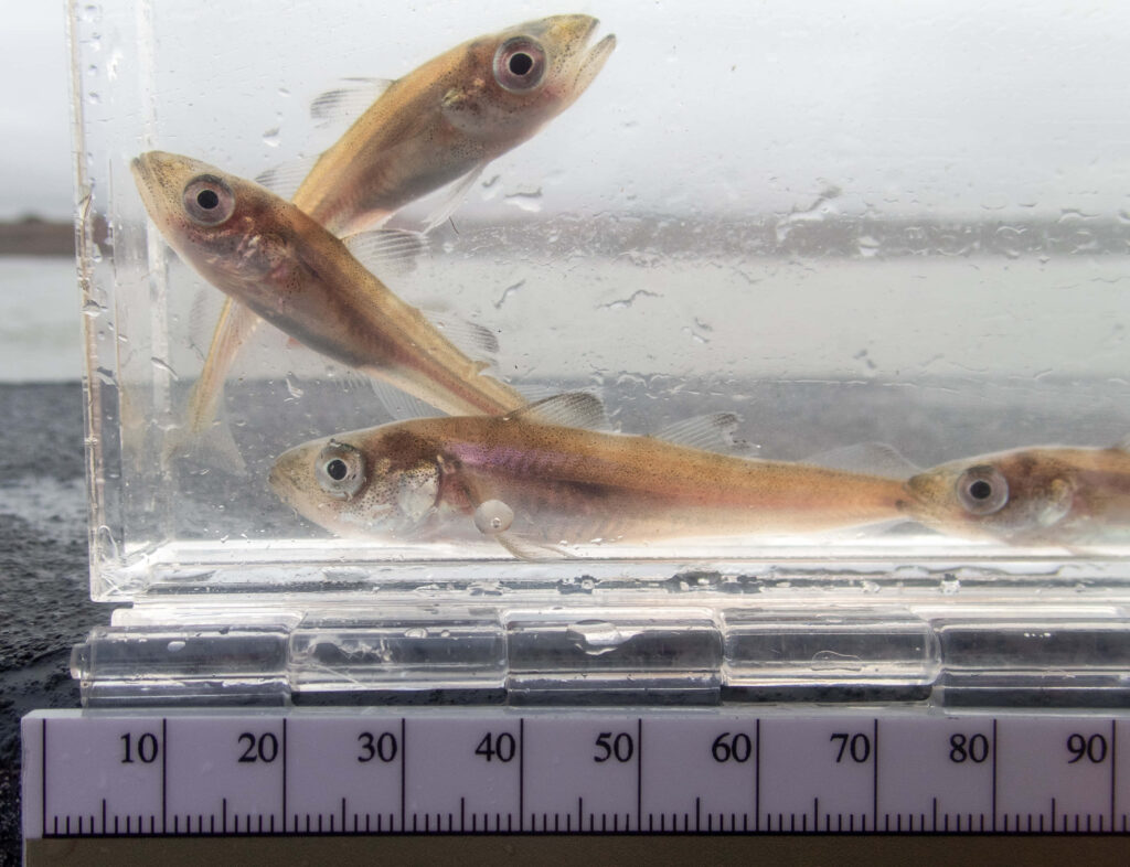 Arctic cod specimens in clear container with scientific measuring scale detailed features wallpaper