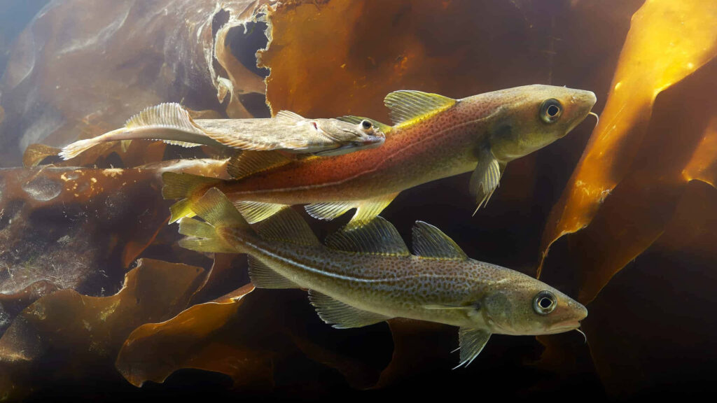 Two Arctic cod swimming gracefully near flowing kelp in clear underwater habitat scenery Wallpaper