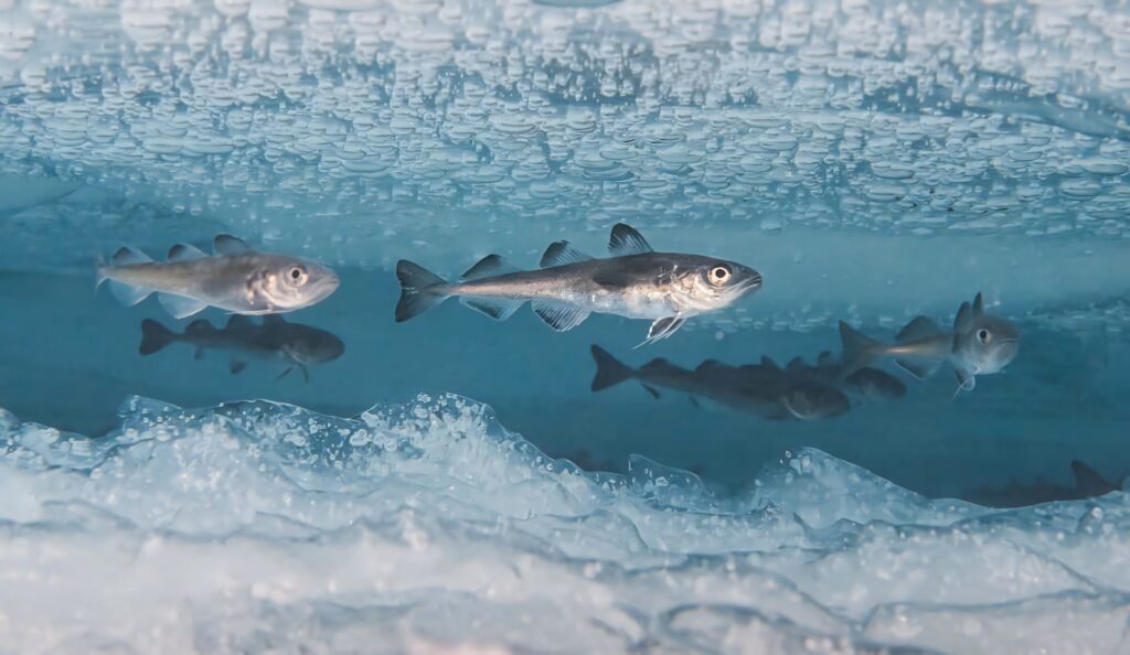 Arctic cod swimming under clear ice in frigid blue water natural habitat wallpaper background