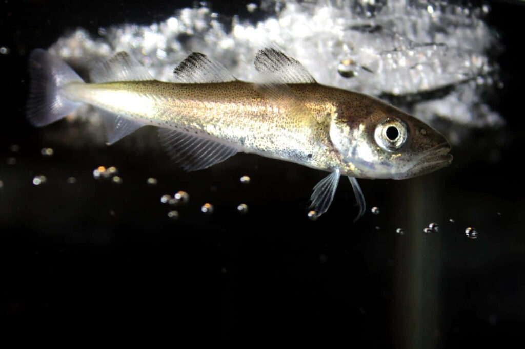 Underwater view of Arctic Cod swimming beneath icy waters in its natural cold habitat wallpaper