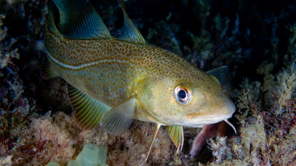 Arctic Cod swimming among vibrant marine flora showcasing unique patterns and colors wallpaper