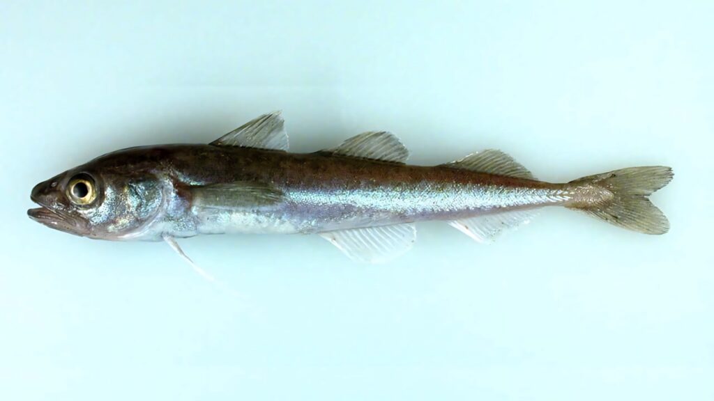 Arctic Cod fish detailed illustration on white background showing unique coloration and shape Wallpaper
