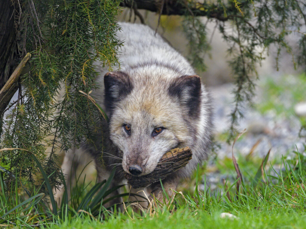 Arctic Fox in Foliage: Wild Nature Background Wallpaper