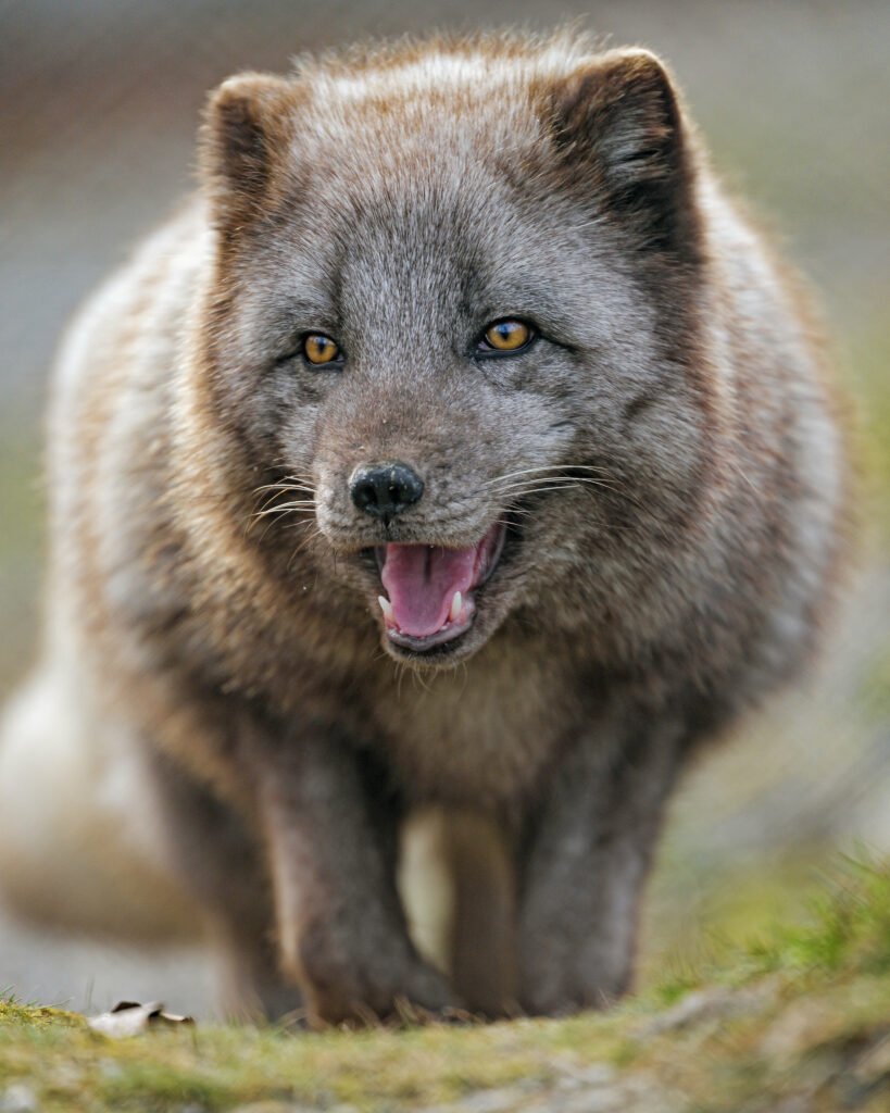 Arctic Fox Wallpaper: Dynamic Stance in Serene Nature Setting