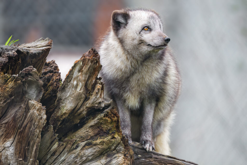 Arctic Fox on Log: Fluffy Fur & Natural Beauty Wallpaper