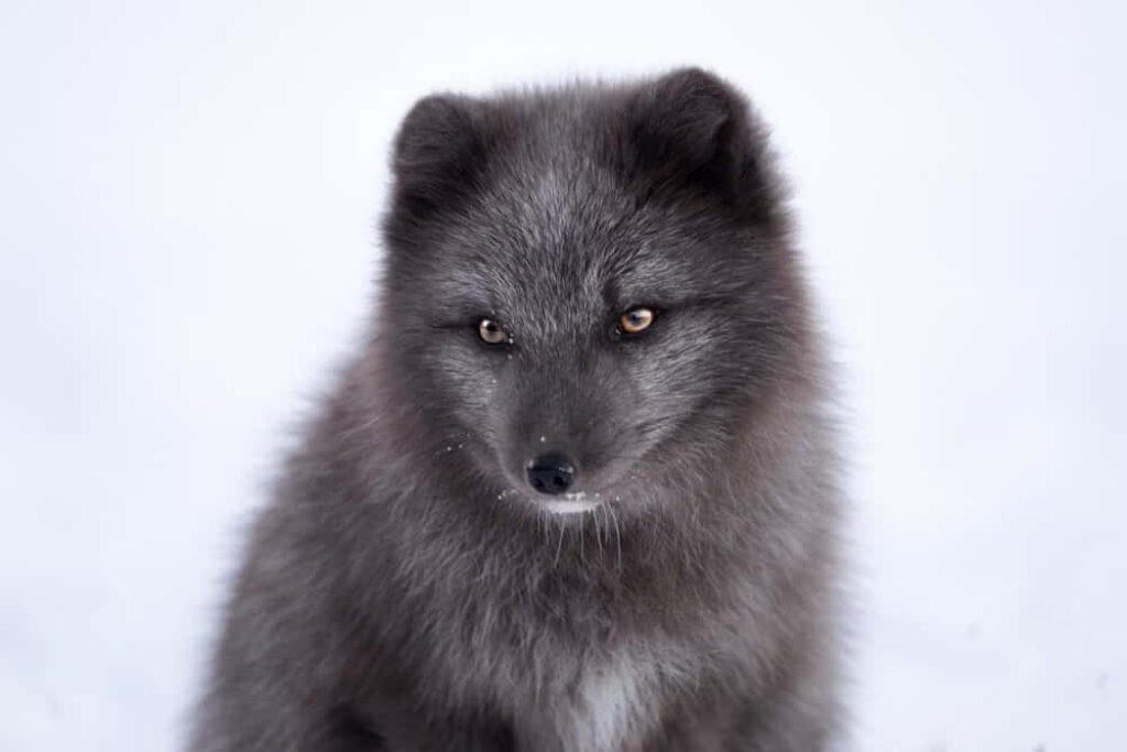 Arctic Fox Wallpaper: Intense Gaze Against Snowy Background