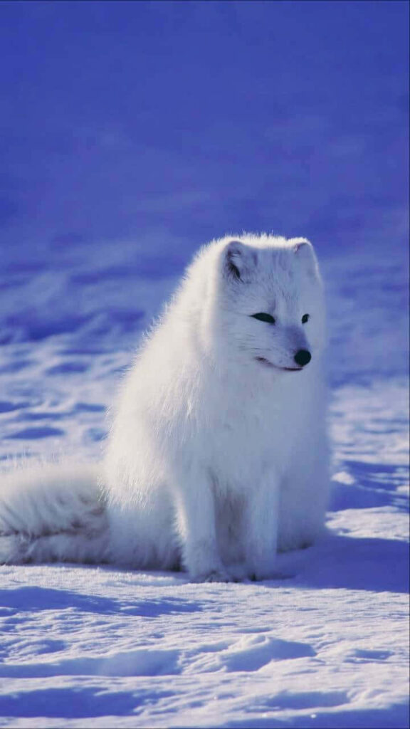 Arctic Fox in Snow: Serene Winter Scene Wallpaper Background