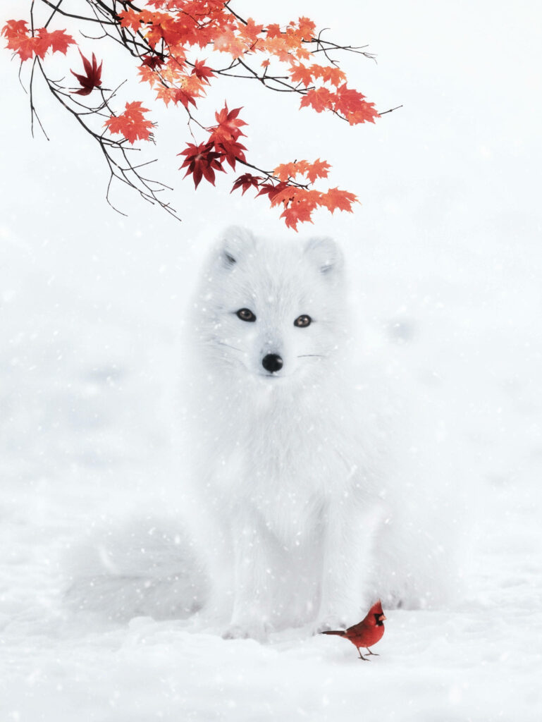 Arctic Fox & Cardinal: Winter Meets Fall in Serene Wallpaper