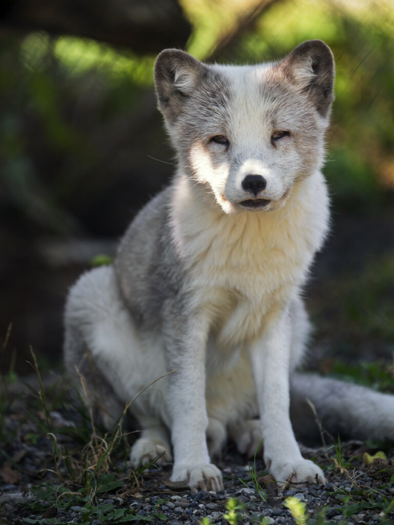 Arctic Fox in Natural Habitat: High-Res Wildlife Wallpaper