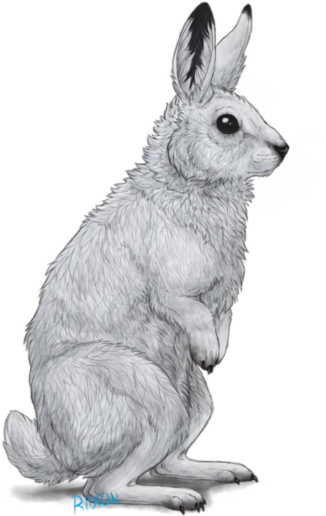 Arctic Hare Wallpaper: Detailed Illustration by Artist Rixon