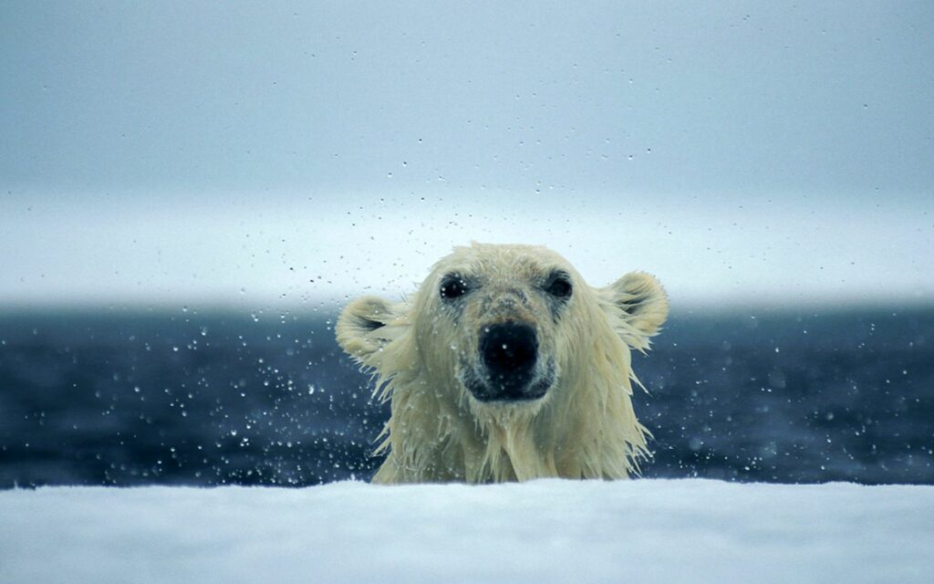 Polar Bear Emerging from Water: Striking Arctic Wallpaper Background