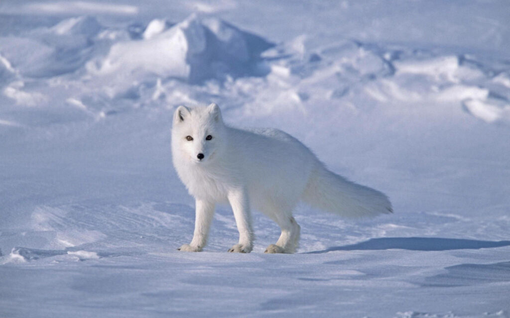 Serene Arctic White Fox Wallpaper: Snowy Bliss Background
