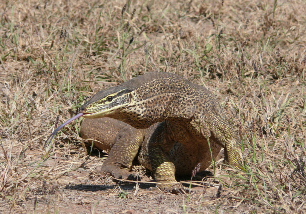 Argus Monitor Lizard Exploring Grassy Terrain: Textured Skin & Alertness Wallpaper