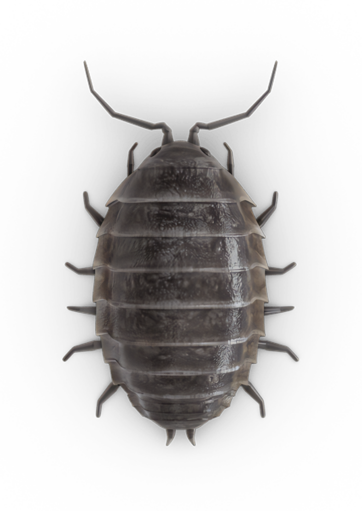 Armadillidium vulgare: Detailed Pill Bug Wallpaper on Black Background