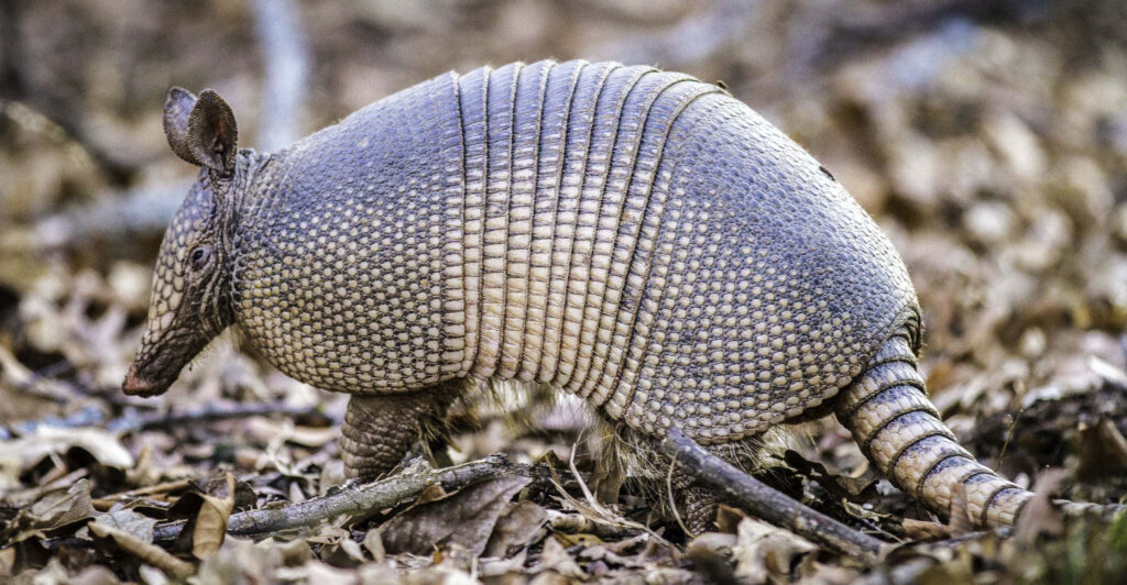Close-up of armadillo exploring forest floor with textured armor among dry leaves and branches Wallpaper