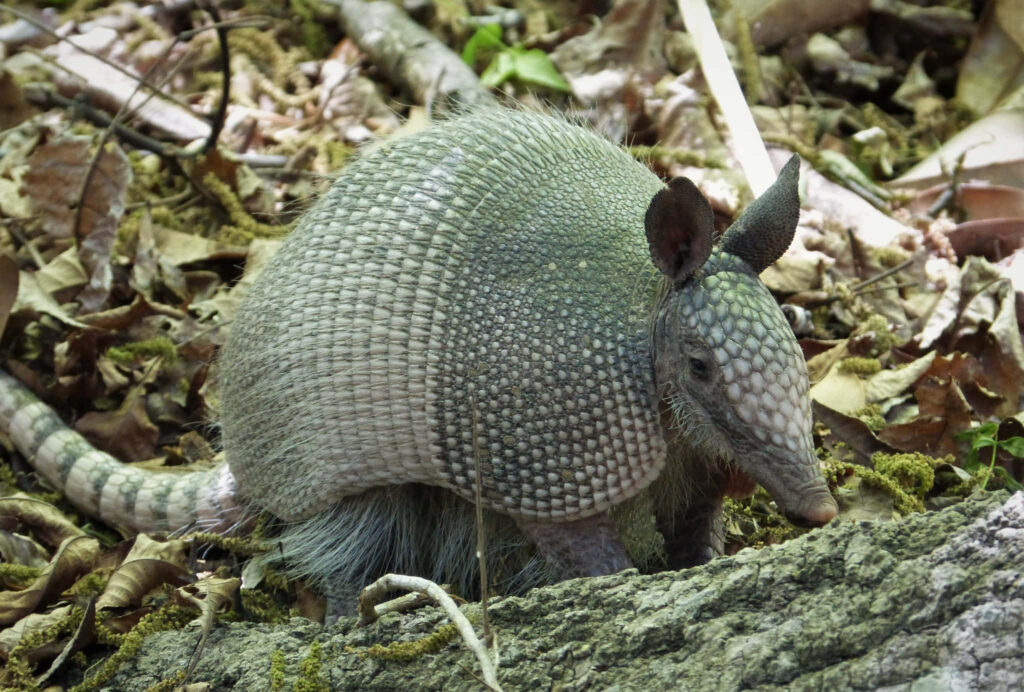 Armadillo exploring woodland ground with dry leaves detailed nature wallpaper background