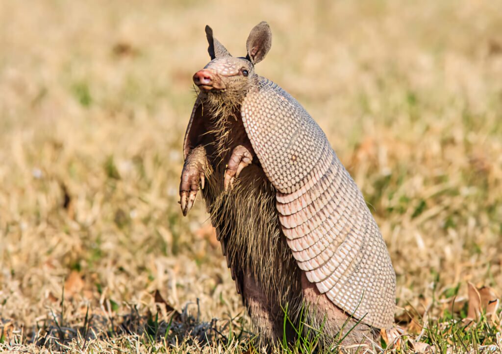 Armadillo standing upright in grassy field showing textured shell and alert expression sunlight Wallpaper