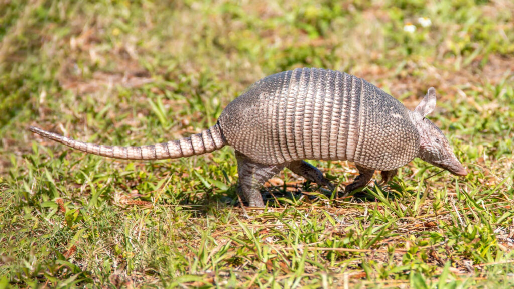 Armadillo walking through green grass showing detailed armored shell texture in sunlight Wallpaper