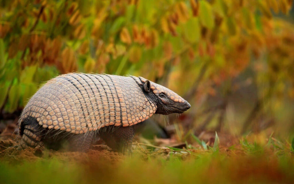 Armadillo walking through vibrant autumn leaves blending with warm fall colors wallpaper
