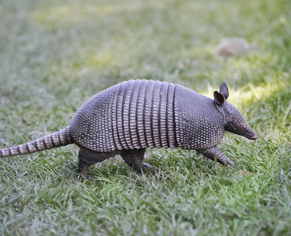 Armadillo with textured armored shell walking on green grass vibrant nature wallpaper background