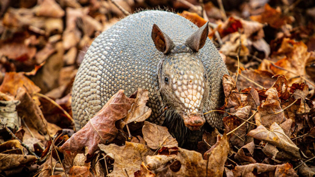 Armadillo camouflaged in dry autumn leaves blending with warm fall colors background Wallpaper