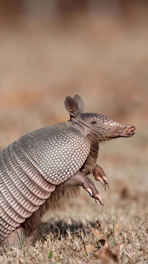 Armadillo wallpaper showing textured armor in natural habitat with soft earthy background visible