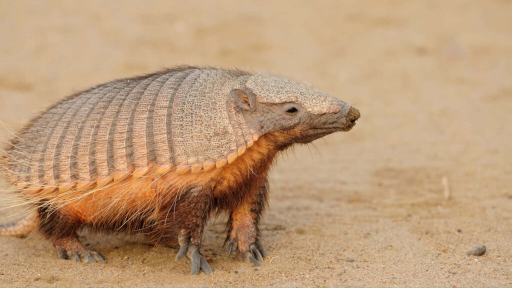 Armadillo with textured armored shell on sandy ground blending with warm earthy background Wallpaper
