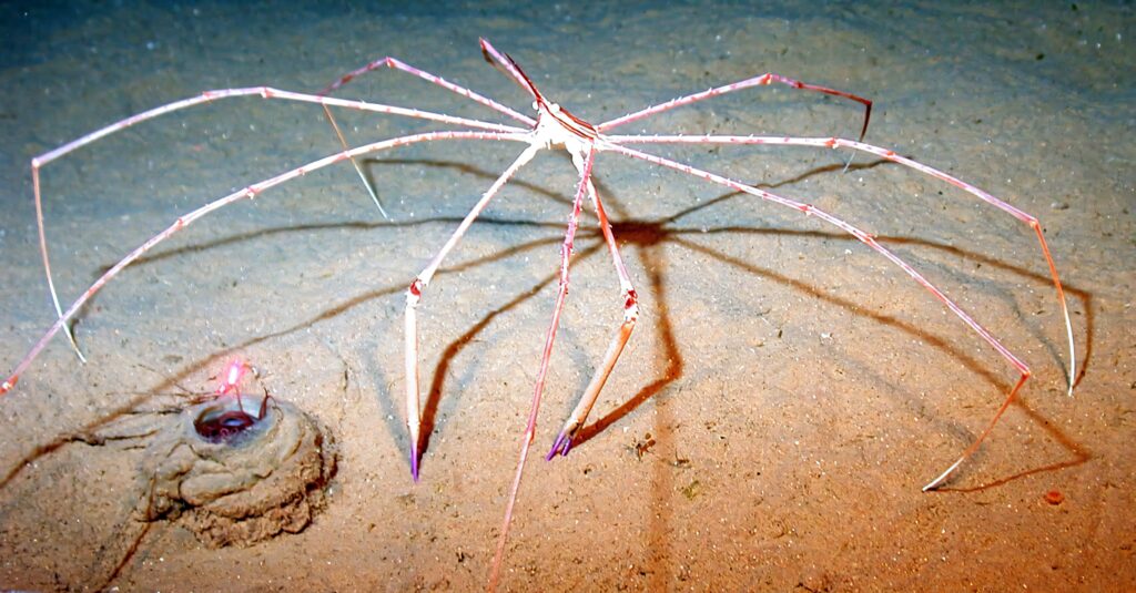 Arrow crab with long legs on sandy ocean floor casting shadows underwater wallpaper background