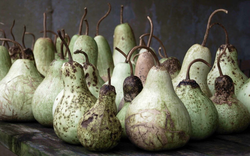 Artistic Ash Gourds Wallpaper: Natural Textures & Muted Greens