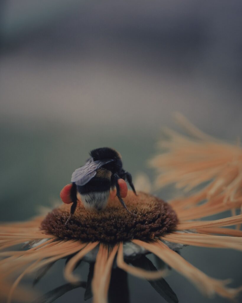 Bee on Vibrant Flower - Artistic Pollination Wallpaper Background
