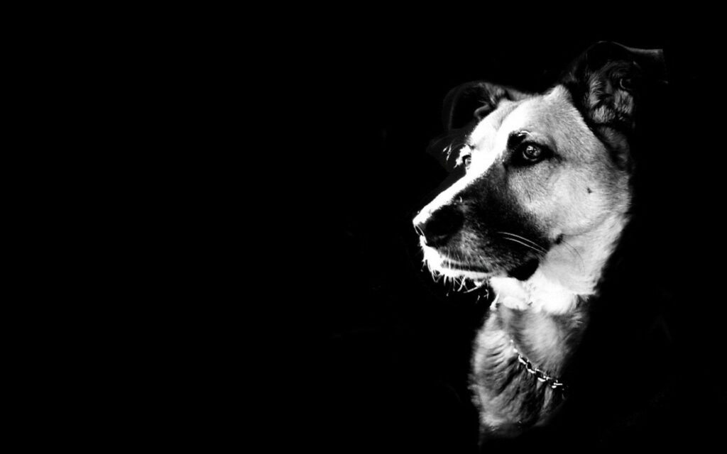 Striking Black and White Dog Profile Wallpaper - Artistic Background