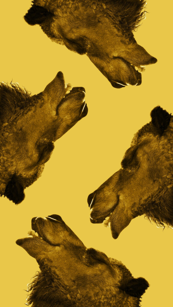 Artistic Camel Head Wallpaper on Warm Yellow Background