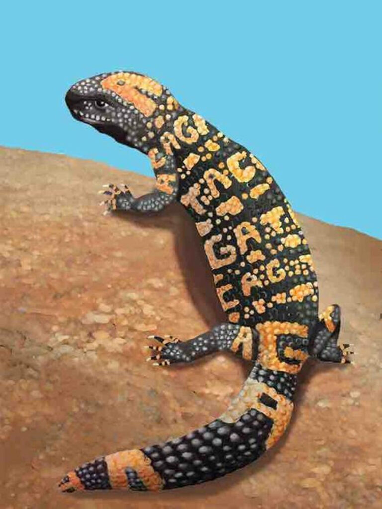 Artistic Gila Monster Wallpaper: Nature Meets Typography in Earthy Tones