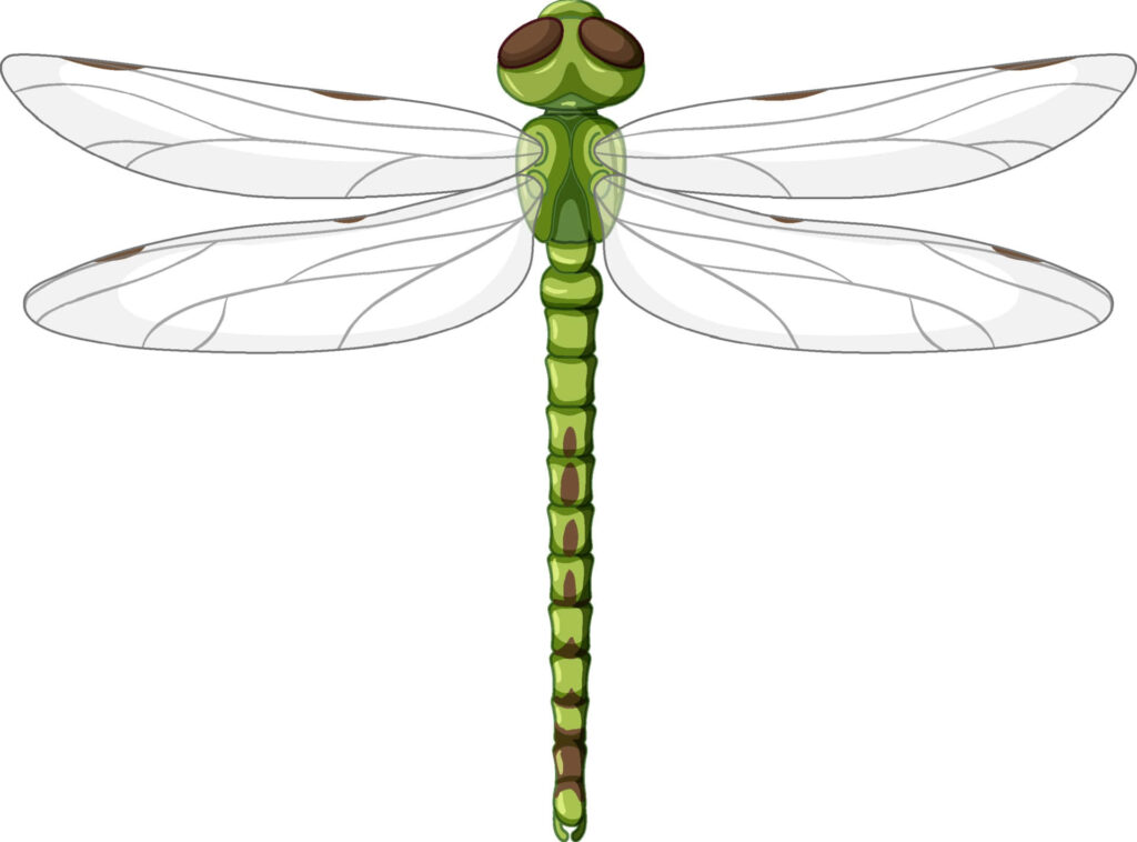 Intricate Green Dragonfly Wallpaper with Transparent Wings