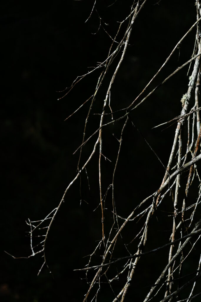 Minimalist Tree Branch Wallpaper: Dark Background & Serene Texture