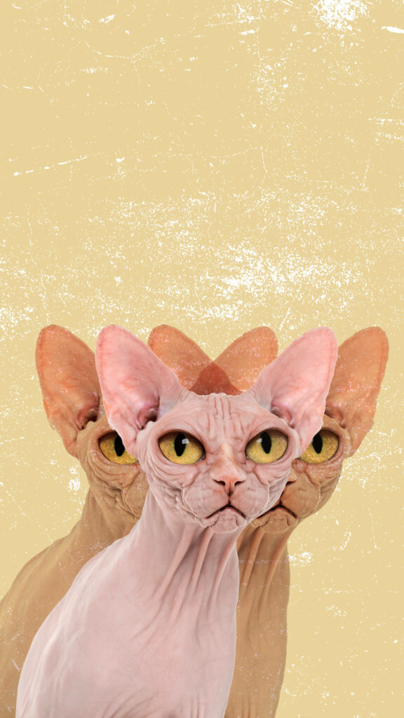 Artistic Sphynx Cat Wallpaper: Unique Hairless Charm on Beige Background