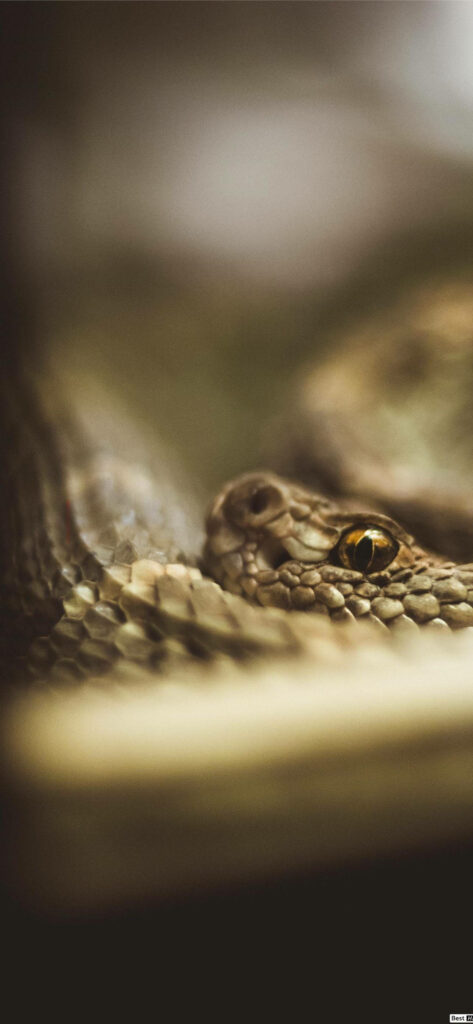 Artistic Close-Up Wallpaper of Intricate Taipan Snake Scales