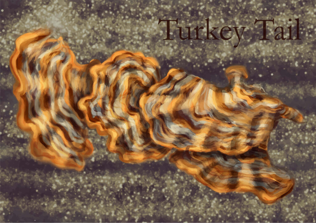 Artistic Turkey Tail Mushroom Wallpaper: Intricate Design & Colors