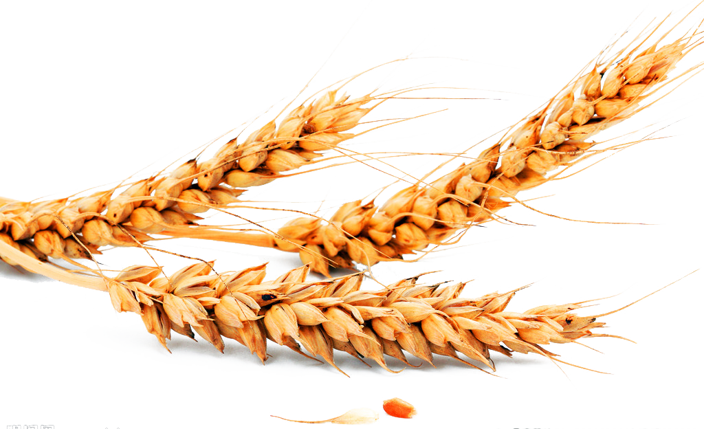 Golden Wheat Ears Wallpaper: Rustic Nature Vector Illustration