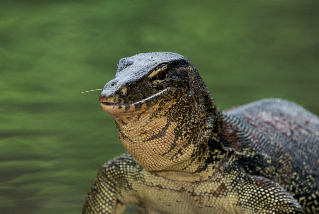 Asian Water Monitor Lizard in Water - Serene Aquatic Habitat Wallpaper