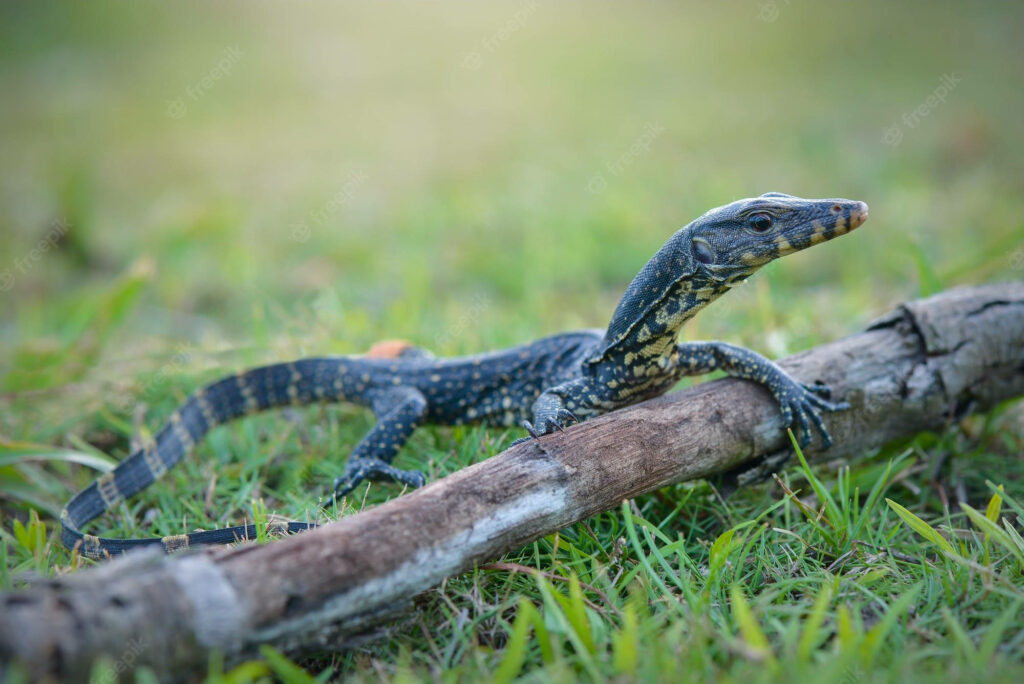 Asian Water Monitor Lizard on Branch in Lush Green Background Wallpaper